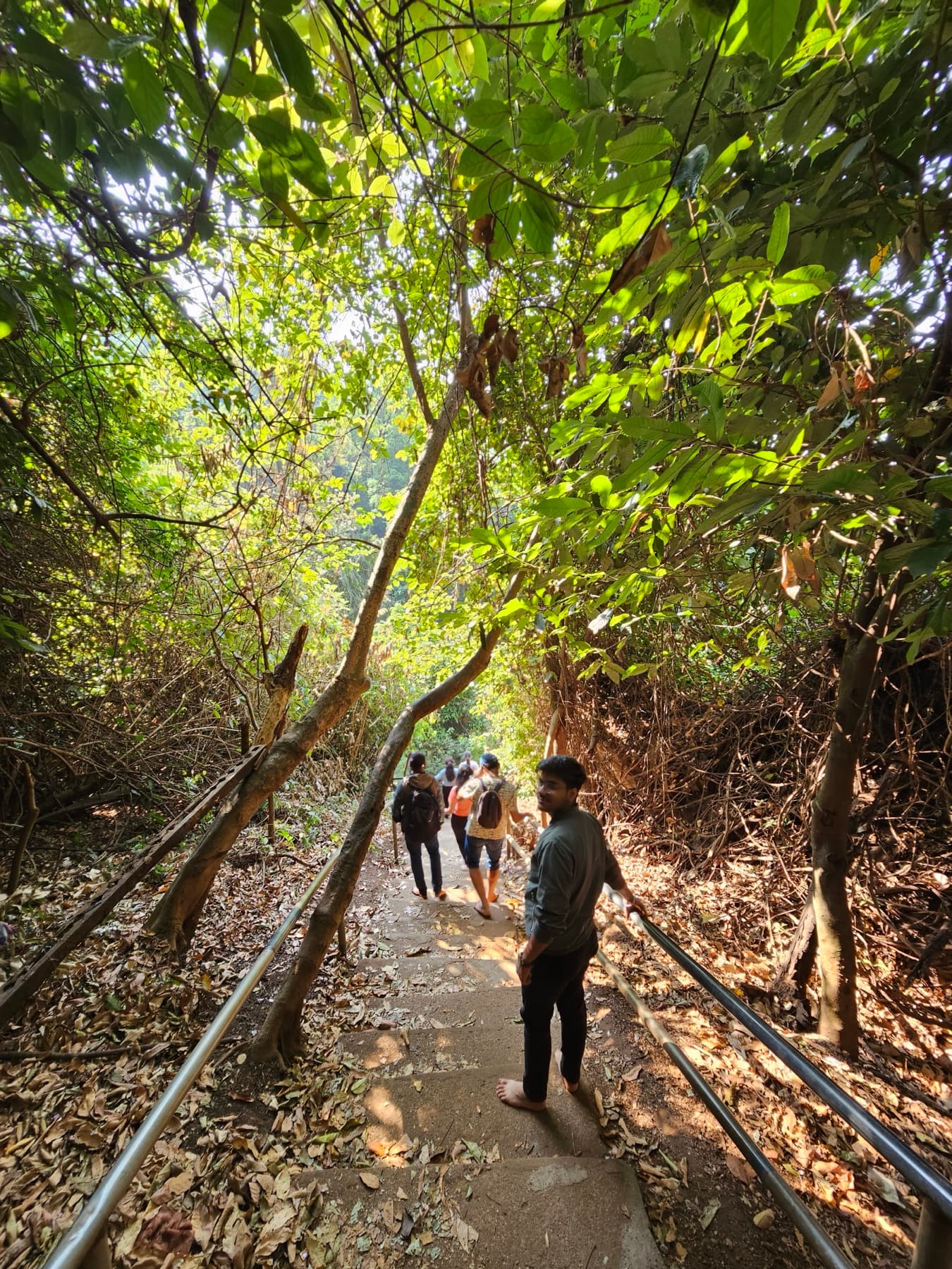 A walk through the forest trail